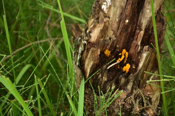 A captivating shot of vibrant yellow fungi flourishing on a weathered, decaying tree 