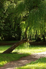 unusual willow in the park nature photo