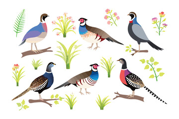 A Vibrant Chorus of Avian Beauty: This illustration captures the exquisite elegance of multiple pheasant species, their colorful plumage a testament to the splendor of nature.