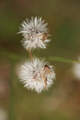 thistle flower bud