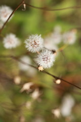 wild flowers in the wind