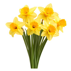 Vibrant Daffodil Bouquet on White Background for Design Projects