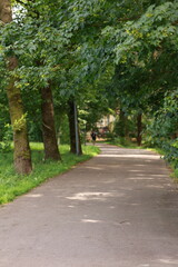a path in the park surrounded by trees with a person walking in the distance