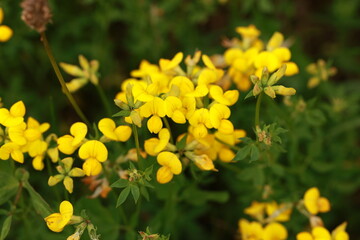 background of small yellow flowers on green grass