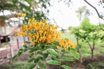 Bright yellow padauk flowers bloom on the top of the tree, along with the green leaves of the tamarind tree.