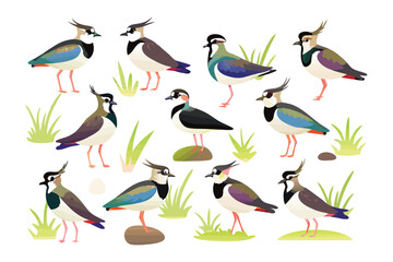 Lapwing Birds Collection: A captivating illustration showcases an array of Lapwing birds amidst an eye-catching depiction of nature, illustrating their unique feather patterns and vibrant colors. 