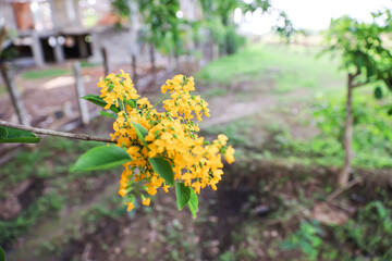 Close up of bright yellow padauk flowers bloom on the top branch, along with the green leaves. The national flower of Burma. Pterocarpus macrocarpus or padauk flowers. For Thingyan Water Festival.