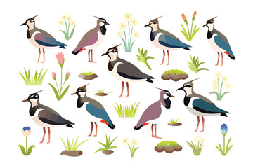 Lapwing Wildlife Illustration: A vibrant illustration showcases a collection of Lapwings, surrounded by stylized flora, presenting the bird and its habitat in a whimsical, artistic format.