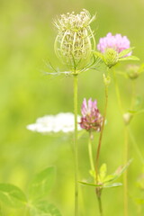 Wildflower umbrella on a soft green beige blurred background macro nature