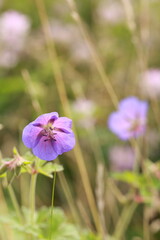 Fototapeta premium blue wildflower macro 