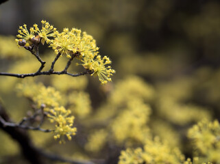 3月に咲いた淡くて黄色いサンシュユの花