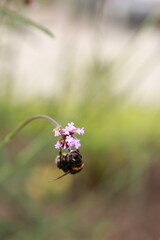 bee on a flower 