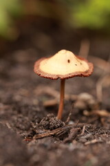 macro photo of a mushroom