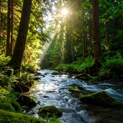 Obraz premium Sunlight streams through lush forest on a babbling brook