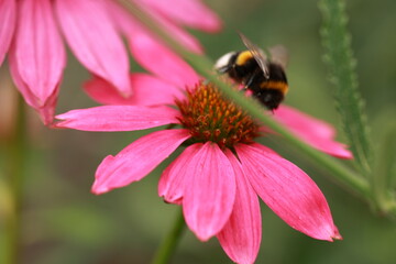 flower with a bumblebee sitting on it
