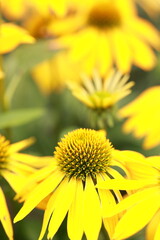 yellow flower closeup