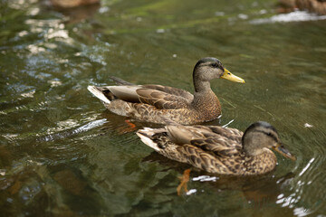 two ducks on the water nature background