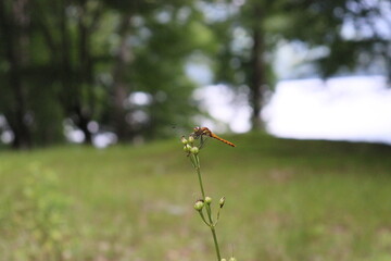 dragonfly