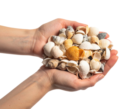 Hands holding pile of diverse seashells including scallops and snails isolated on transparent background. PNG die-cut for advertising