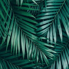 Tropical palm leaves, close-up