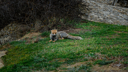 Sitting fox looking at camera