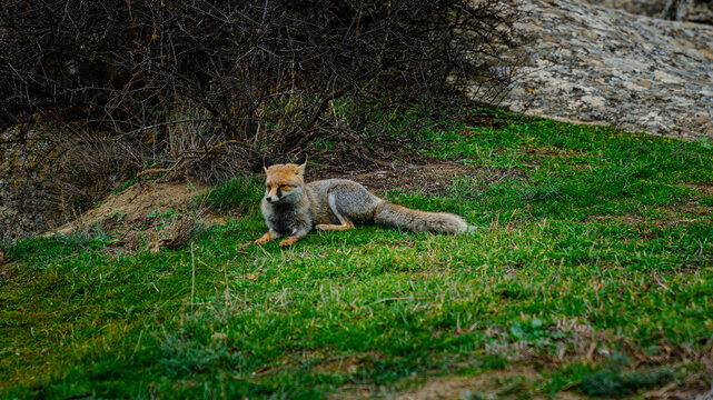 Sitting fox looking awy from camera