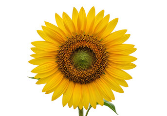 Fototapeta premium Close-up view of a sunflower against a black background.