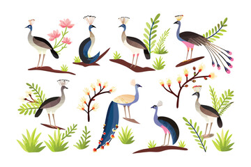 Peacock Collection: A set of illustrated peacocks in various poses and displays, showcasing vibrant colors and intricate details, evoking a sense of elegance and exotic beauty.