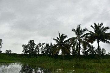 Obraz premium Palm trees and tamarisk trees dot a green landscape under a cloudy sky.