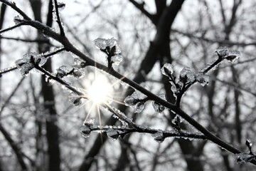 Ice-coated branches with sunburst