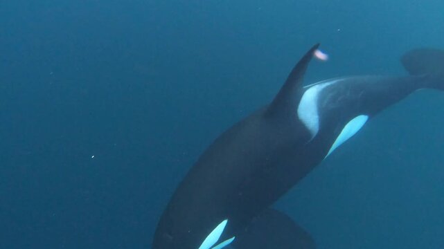 A large male orca dives into a school of herring during a hunt in the wild Arctic waters of Troms&oslash;, Norway. Captured with underwater videography, showcasing raw predator behavior in nature.