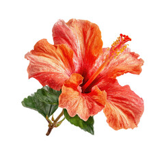 Close-up of a vibrant hibiscus flower