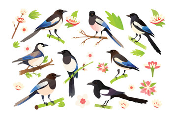 Fototapeta premium Magpies in Watercolor: A collection of vibrant watercolor illustrations showcasing the elegant magpie birds, perched on branches with delicate floral accents. 