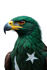 Fototapeta premium portrait of a bald eagle with isolated on white back ground with pakistan national flag