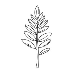 Fototapeta premium Black and white line drawing of a single leafy herb stem with multiple pointed leaves, illustrated in a minimalist sketch style. 