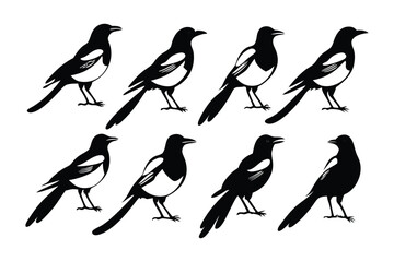 Magpies in Silhouette: A minimalist and striking portrayal of magpies, rendered in sleek, contrasting black and white silhouettes, offering a versatile visual resource.