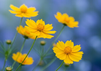 Obraz premium A vibrant display of yellow coreopsis flowers