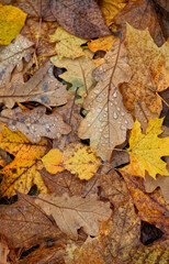 Autumn leaves nature background. fallen colorful tree leaves close up, texture natural backdrop. top view. full frame. soft focus