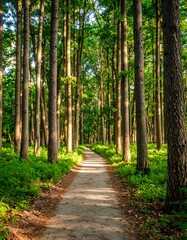 Obraz premium Sunlight path through a forest