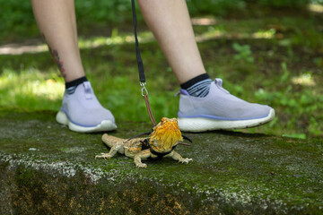 Agama in a winged dragon harness against the backdrop of its owner's legs