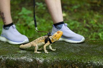 Agama in a winged dragon harness against the backdrop of its owner's legs