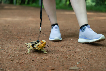 Agama in a winged dragon harness against the backdrop of its owner's legs