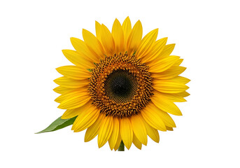 Obraz premium Close-up of a vibrant sunflower against a black background.