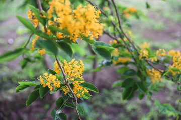 The national flower of Myanmar is the Padauk flower, or Pterocarpus macrocarpus, is in full bloom in the natural garden.
