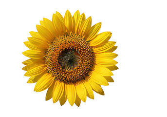 Fototapeta premium Close-up view of a sunflower head against a black background.