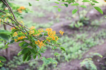 The national flower of Myanmar is the Padauk flower, or Pterocarpus macrocarpus, is in full bloom in the natural garden.