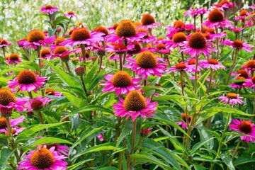 Echinacea purpurea flower in the summer garden