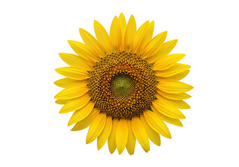 Close up of a vibrant sunflower against a black background.