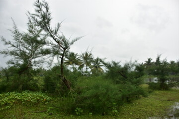 Lush green vegetation fills a field under a cloudy sky.