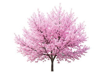 Obraz premium Blooming cherry tree against a black background.